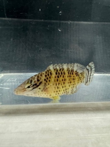 海水魚#37