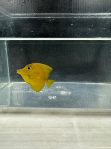 海水魚#38