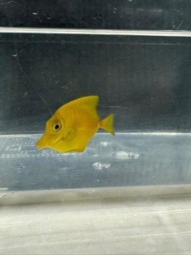 海水魚#38