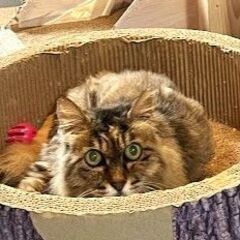 おとなしいしっとり長毛シニアのモコ − 東京都