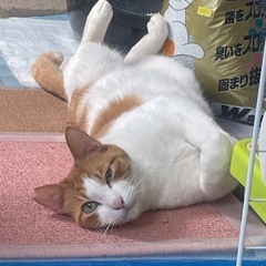 茶白くん
