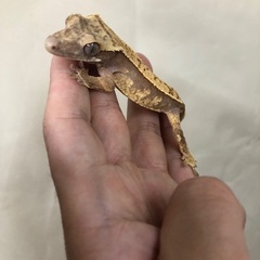 クレステッドゲッコーSALE情報！！