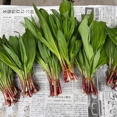 行者にんにく！！採れたて！本日引渡し夕方