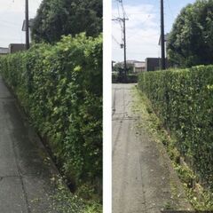 伸び放題の壁型の庭木を元の奇麗な形にしたい