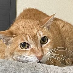 【再掲載】約1年前に保護した大地くん
