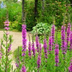 🌺🌺 ミソハギ 🌺🌺の画像