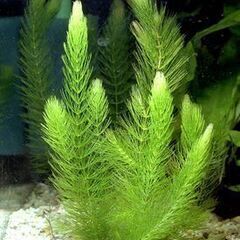 🍃 マツモ  🍃