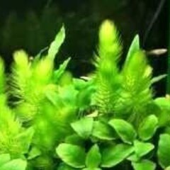 🍃 マツモ  🍃の画像