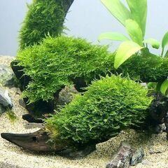 🍃 ウィローモス 🍃の画像