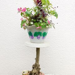 フラワースタンドと多年草植物の画像