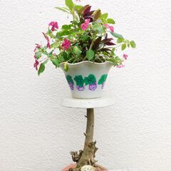 フラワースタンドと多年草植物の画像