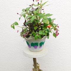 フラワースタンドと多年草植物の画像