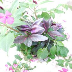 フラワースタンドと多年草植物の画像