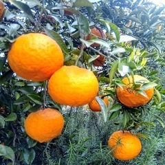今が旬！甘夏みかん　もぎたて特大！オーガニック　完全 無農薬 有...