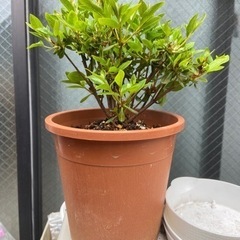 植物 レジナ