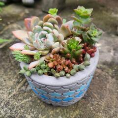 多肉植物寄せ植え🌱セメント鉢ブルー