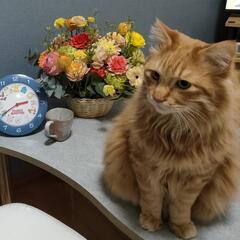 イケメンの茶トラ