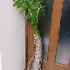 無料で観葉植物引き取り