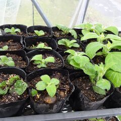 ヤーコン苗　差し上げます