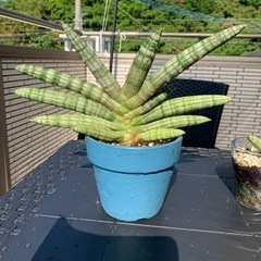 観葉植物　サンスベリア　ボンセレンシス