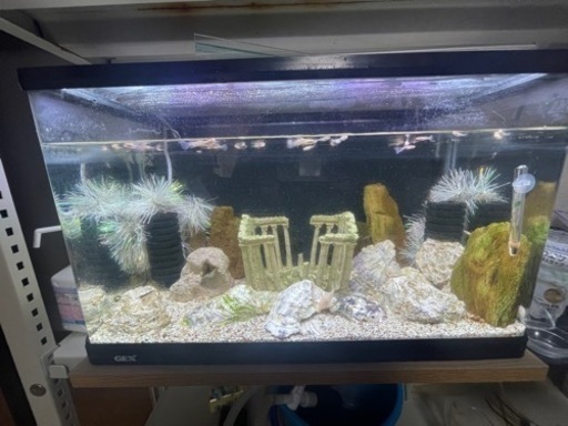 熱帯魚と水槽　セット