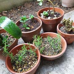 かわいい植木たちの画像