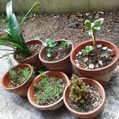 かわいい植木たちの画像