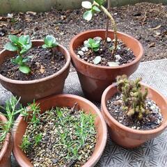 かわいい植木たちの画像