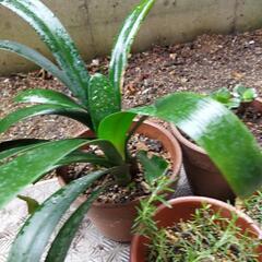 かわいい植木たちの画像