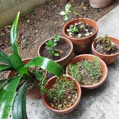 かわいい植木たちの画像