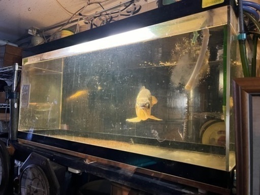 アクリル水槽、大型水槽、大型魚、アクアリウム
