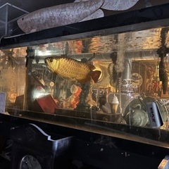 アクリル水槽、大型水槽、大型魚、アクアリウム