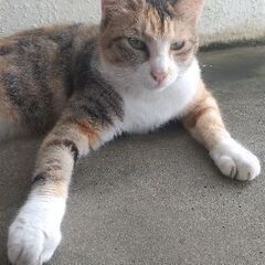 迷い猫(三毛猫)