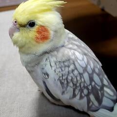 オカメインコ 3才 里親募集