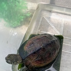 クサガメ