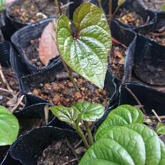 ヤマノイモ苗 五本② 今年発芽もの 無農薬 長芋 トロロイモ 自然薯 家庭菜園の画像