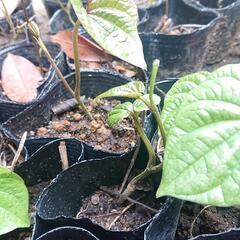 ヤマノイモ苗 五本② 今年発芽もの 無農薬 長芋 トロロイモ 自然薯 家庭菜園の画像