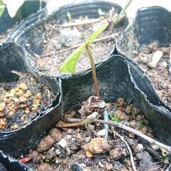 ヤマノイモ苗 五本② 今年発芽もの 無農薬 長芋 トロロイモ 自然薯 家庭菜園の画像