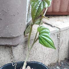 ヤマノイモ苗 五本① ナガイモ 自然薯 とろろ芋 家庭菜園 無農薬の画像