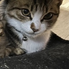 おかかちゃん メス  キジトラ白 9ヶ月 