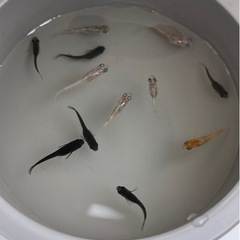 メダカ20匹　水草4種セット　ラムズボーン付き　めだか　入門向けの画像