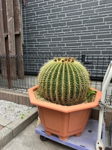 生活雑貨 家庭用品 ガーデニング 金鯱 サボテン