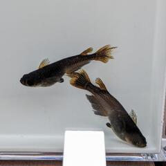 サタンレッドテールめだか