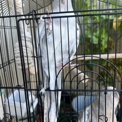 オカメインコ　