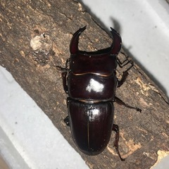 ホペイオオクワガタペア