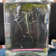 【受付終了：引き取り先決まりました】国産ブルーグラスグッピー から生まれた幼魚20匹ほどの画像