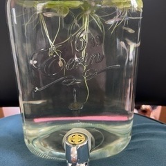 【受付終了：引き取り先決まりました】国産ブルーグラスグッピー から生まれた幼魚20匹ほどの画像