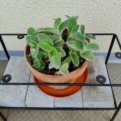 20%お値引きします。多肉植物　トラディスカンティア（和名：白雪...