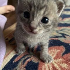 子猫の里親さん募集中！