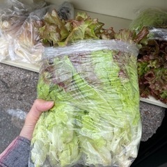 新鮮　野菜　全て一袋100円の画像